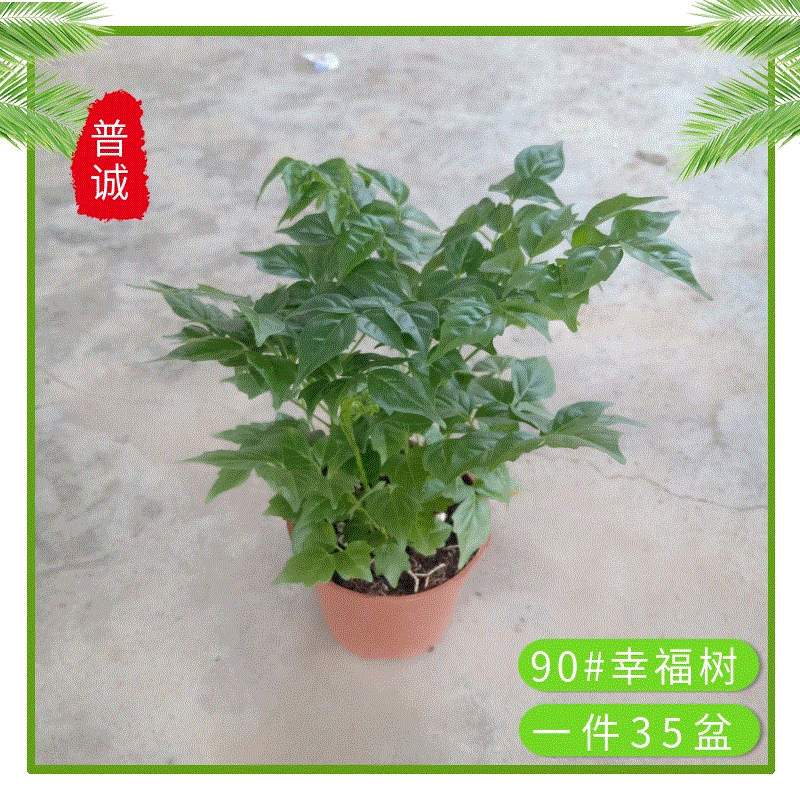 厂家批发优质小福贵幸福树盆栽（90）四季常青净化空气花卉绿植