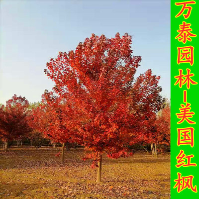 红冠红枫美国红枫系列 8公分红枫苗木红枫基地 景观绿化公园点缀