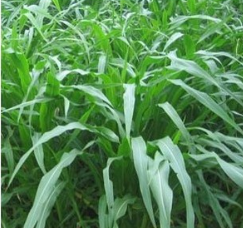 直销【优质高产牧草】【墨西哥玉米种子】（优12）一斤一件品质优