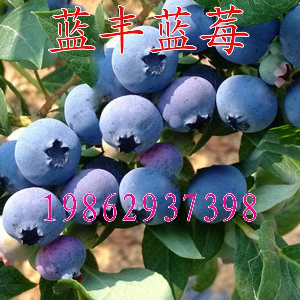 蓝莓树苗 北高丛蓝莓 蓝丰蓝莓苗果大味佳 耐寒蓝莓 庭院盆栽果树