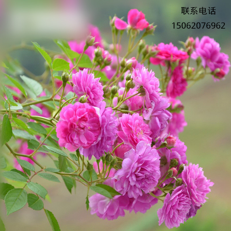 庭院盆栽甜蜜马车阳台微月爆香紫丰花多头微型月季型四季开花批发