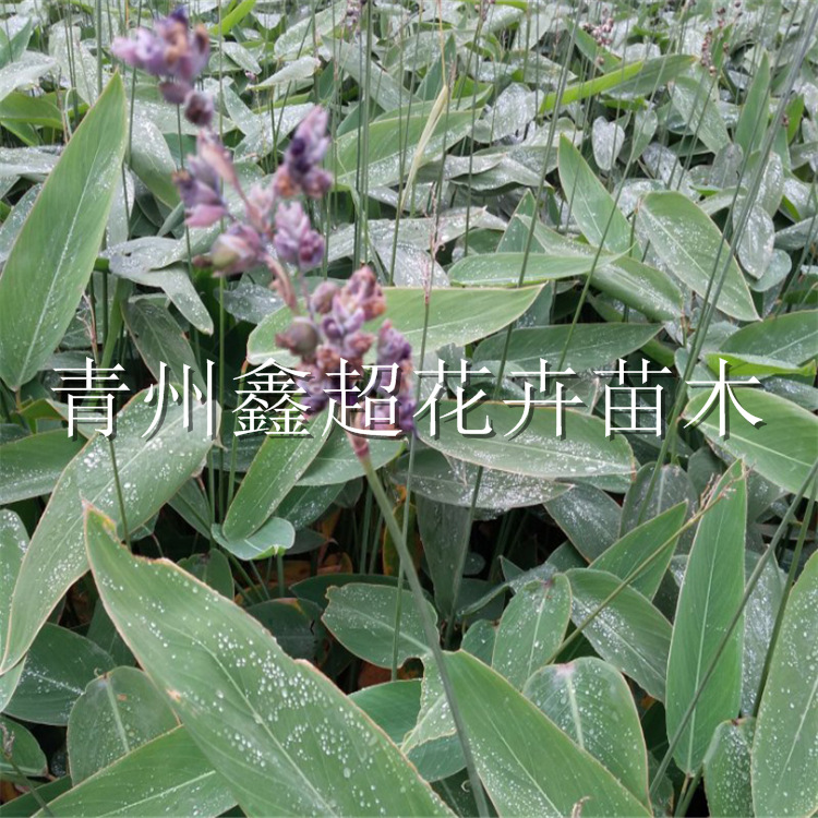 再力花 水生观赏植物 青州花卉批发基地再力花价格