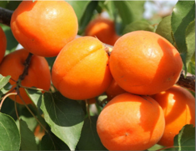 杏树嫁接苗甜新品种杏树活苗庭院地栽北方南方果树苗当年结果