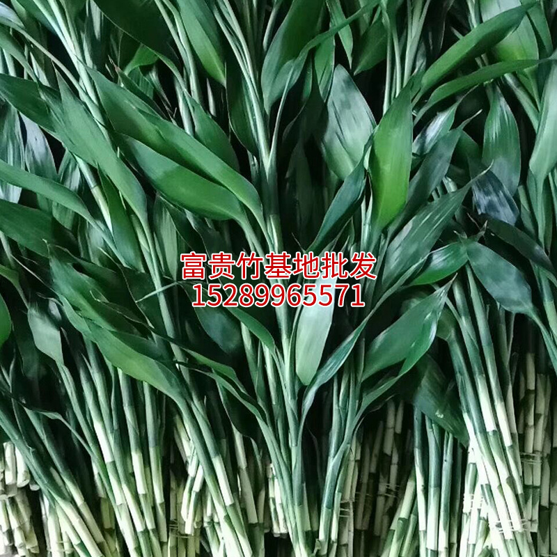 批发海南室内水养植物水培富贵竹绿植盆栽转运竹常年供应 小竹
