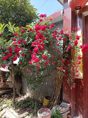 藤本月季爬墙玫瑰树苗红色系庭院花卉绿植盆栽绿化