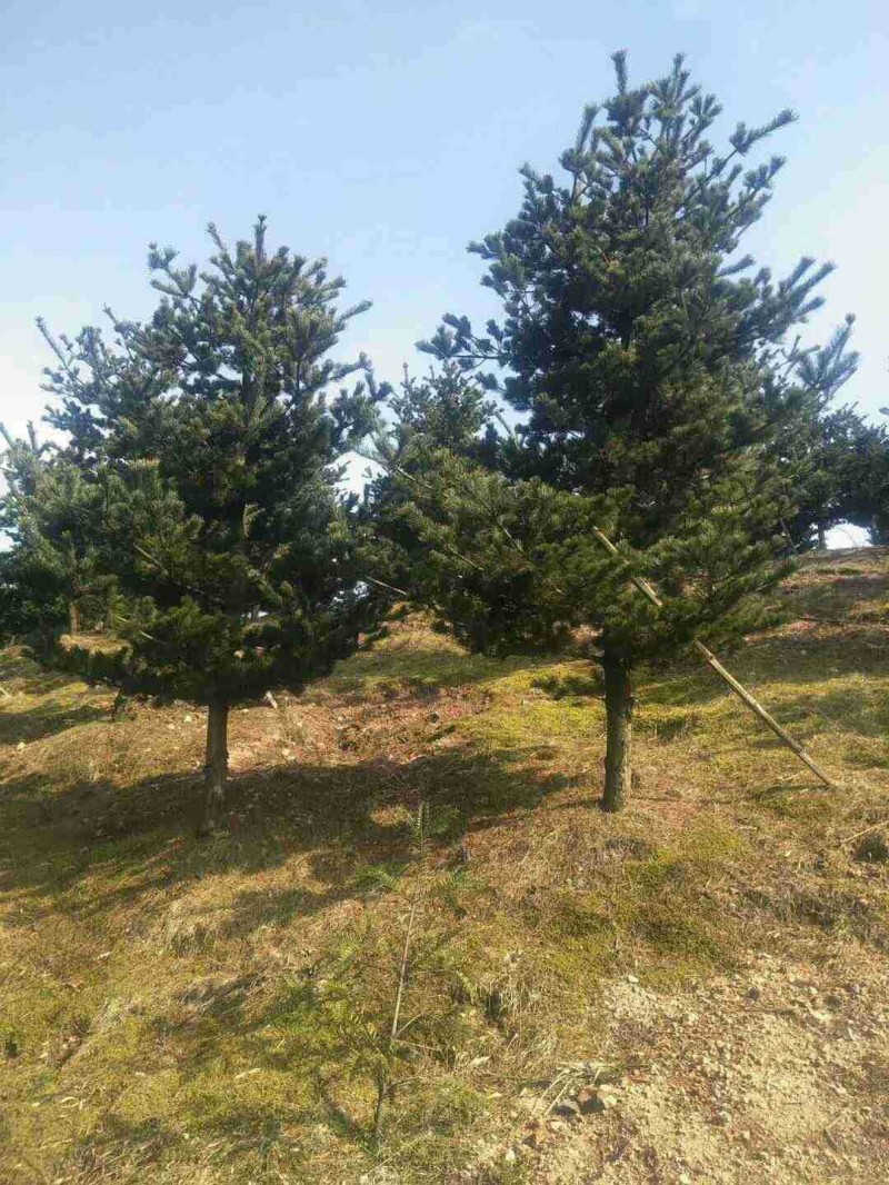苗木 工程绿化 园林 五针松毛柸造型树 庭院树 规格齐全湖南基地