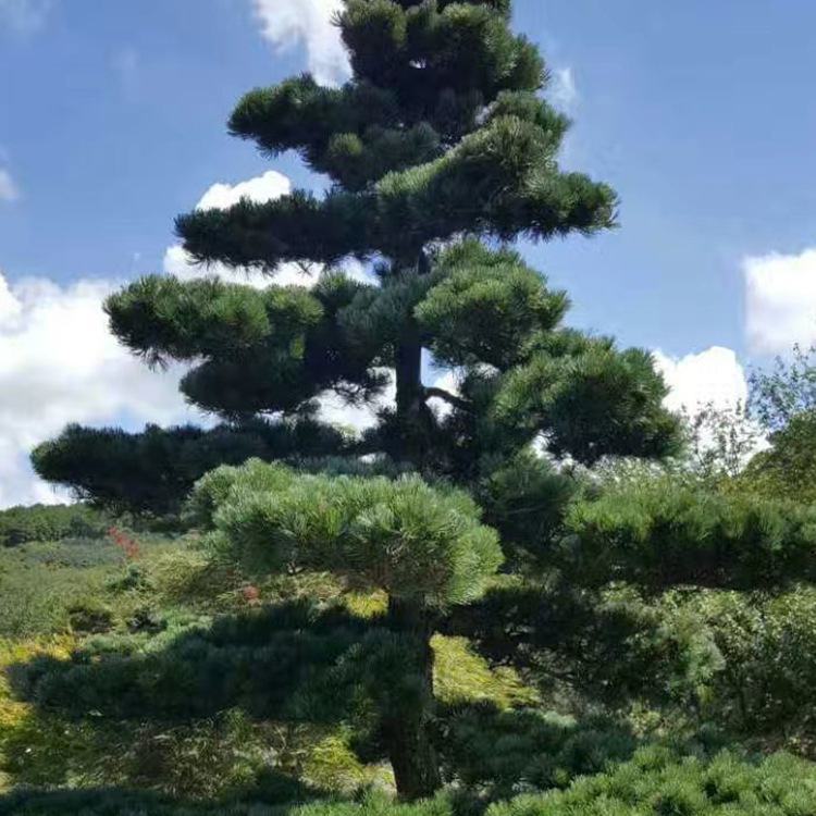 苗木 工程绿化 园林 杭州基地 造型五针松 批发 多规格造型树