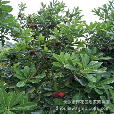直销10-18cm公分湖南杨梅树 移栽熟货杨梅树价格 量大价格优惠