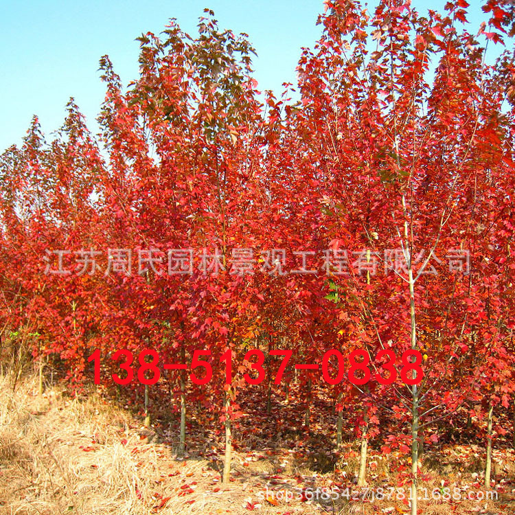 基地彩色树种美国红枫 规格全 日本红枫 庭院观赏中国红枫树