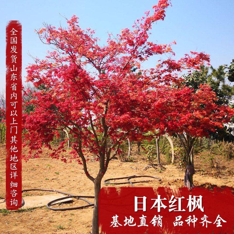 厂家发货 日本红枫树苗批发绿化苗木行道点缀红枫盆栽庭院种植