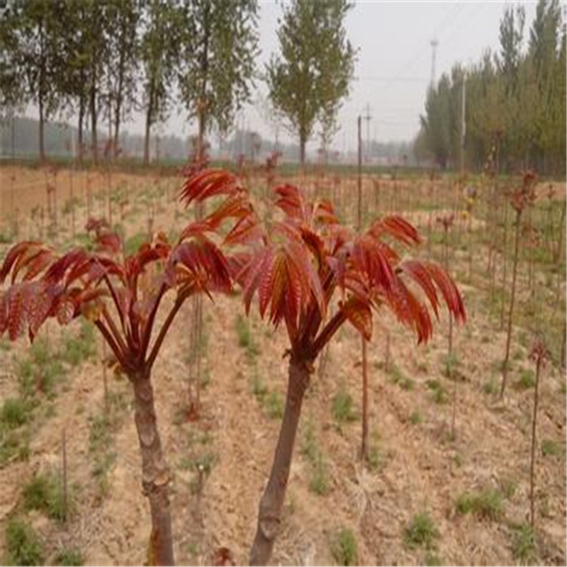 基地自产自销易成活大棚香椿树 红油香椿树当年可食用香椿树
