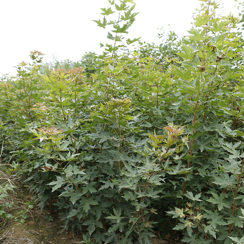 绿化用树五角枫大量出售 规格多样现挖现卖根茎发达苗木易成活