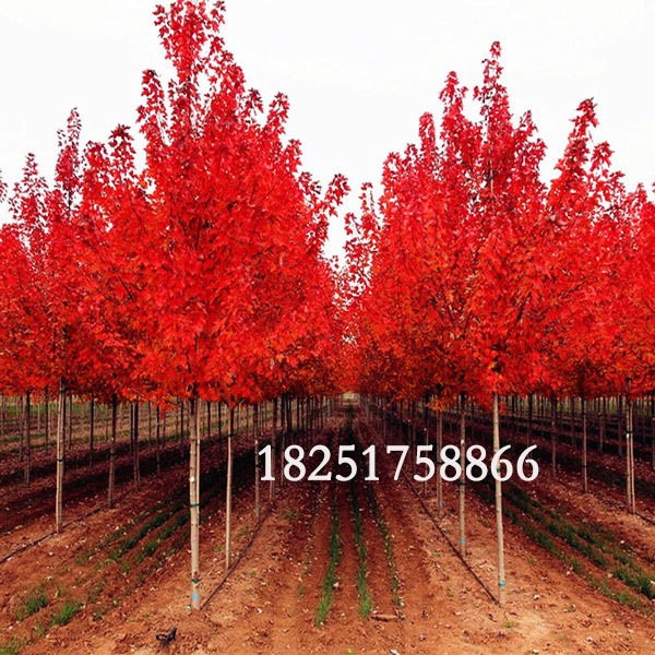 美国红枫品种红点 8-20公分美国红枫树 胸径公分美国红枫