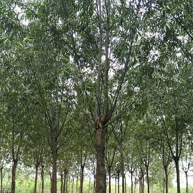 泰安柳树基地大量出售直径2公分-10公分直柳
