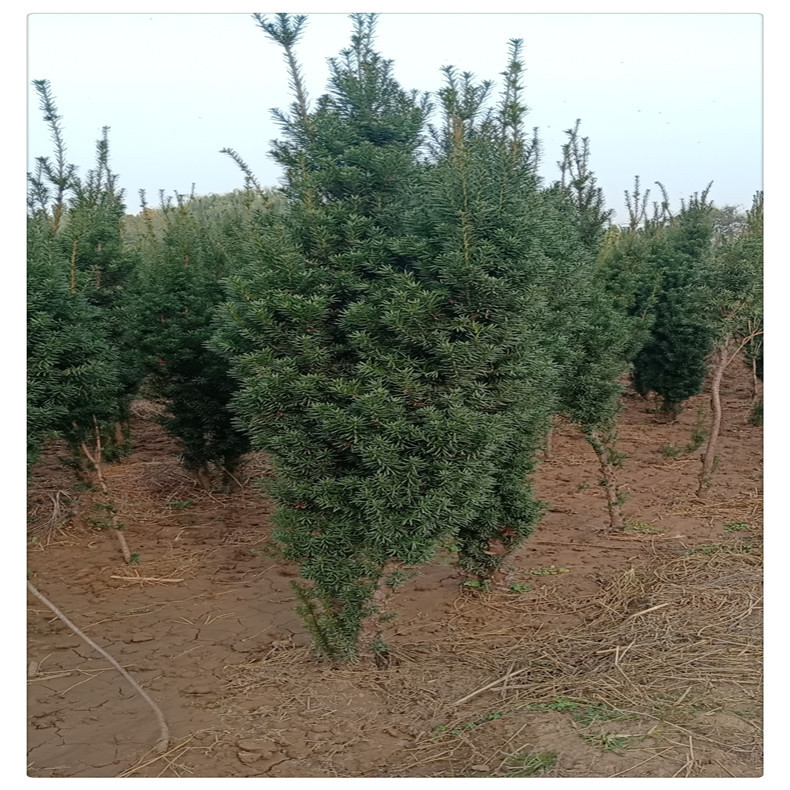 红豆杉批发基地 1米高 1.5米高 2米高红豆杉包运费销售价格