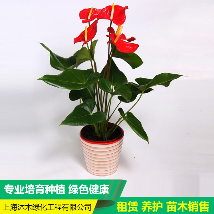 红掌 上海办公室租赁 租摆室内绿化盆栽植物花卉盆景