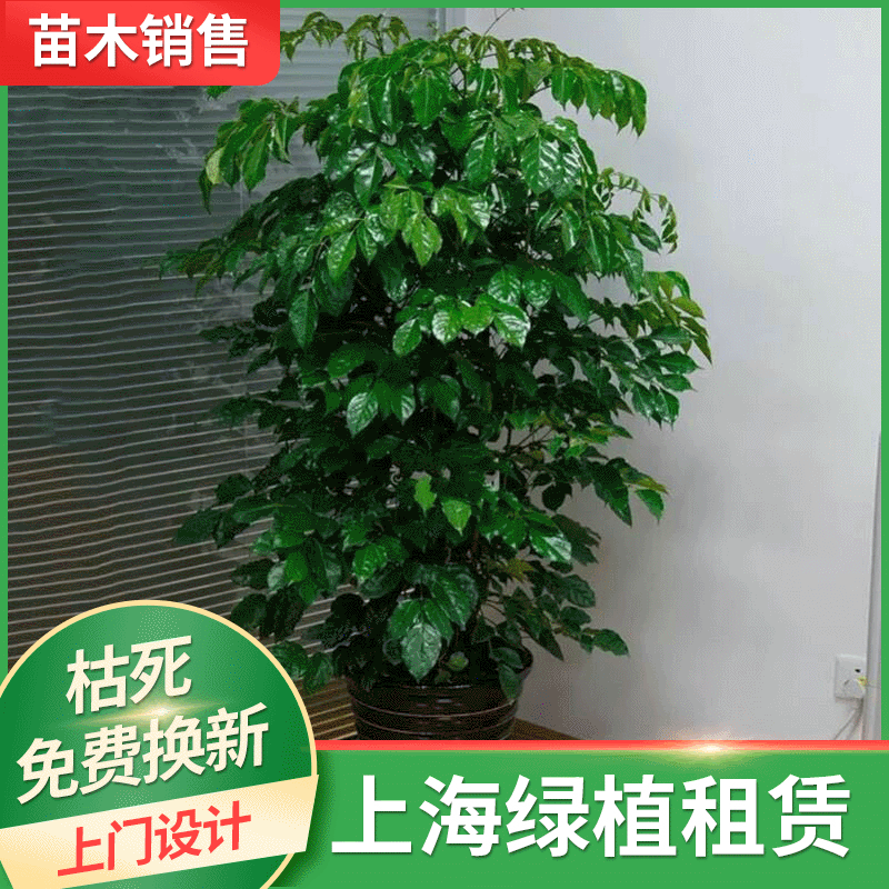供应绿宝树 上海办公室租赁 租摆室内绿化盆栽植物花卉盆景