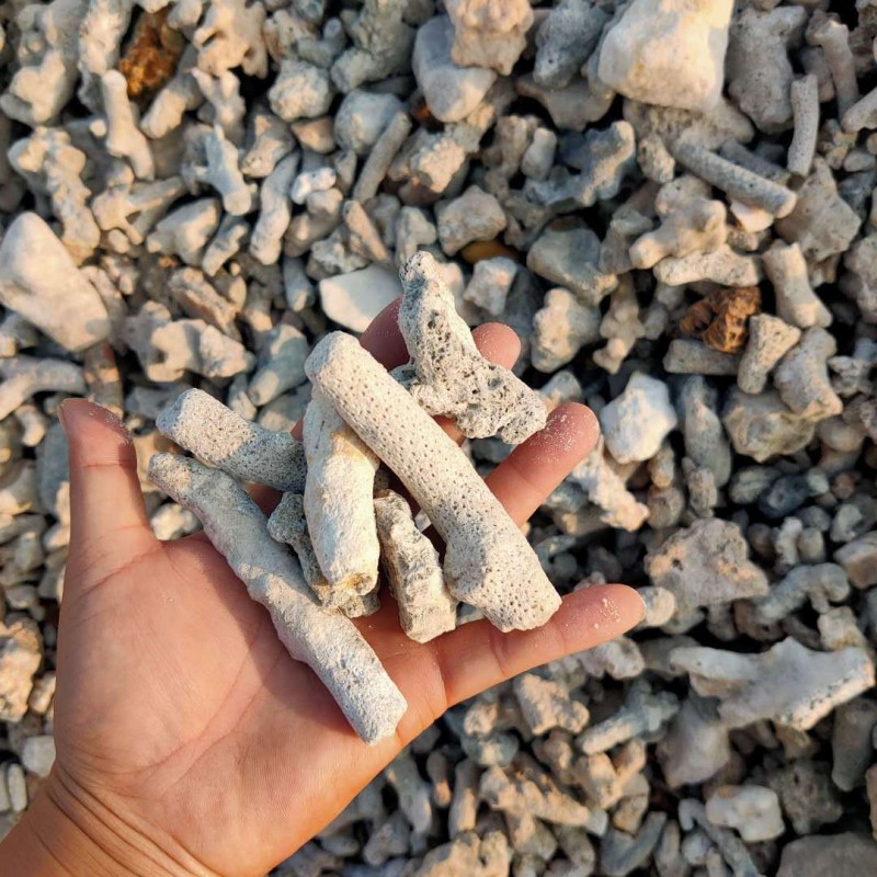 厂家直销珊瑚石 珊瑚骨 水族鱼缸鱼池海洋馆过滤材料用优质珊瑚砂
