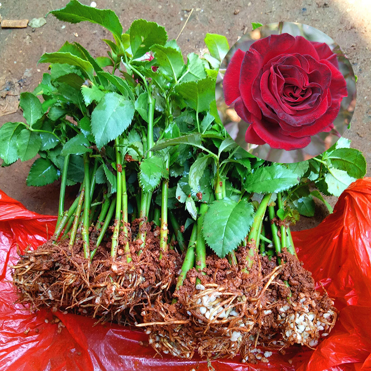 自产自销 黑魔术玫瑰种苗 鲜切花玫瑰小苗大花月季盆栽植物批发