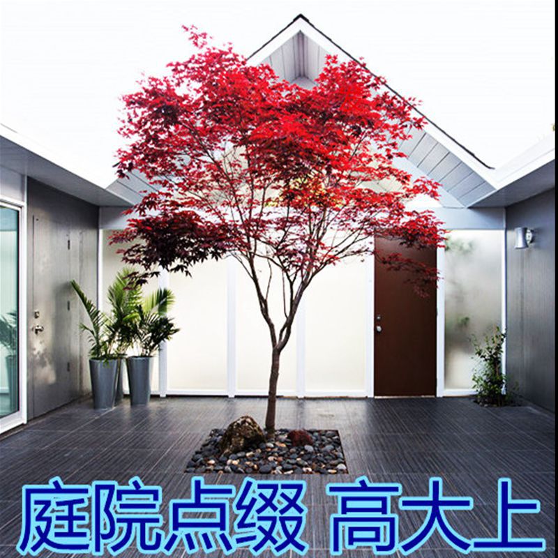 红枫树苗四季中国红庭院美国日本紅舞姬盆景园林绿化植物苗木抗寒