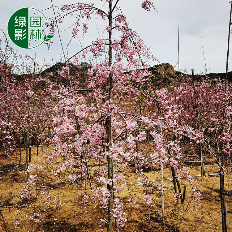 园林供应垂直樱花 枝垂樱花小苗 8公分各种规格垂枝樱花树苗