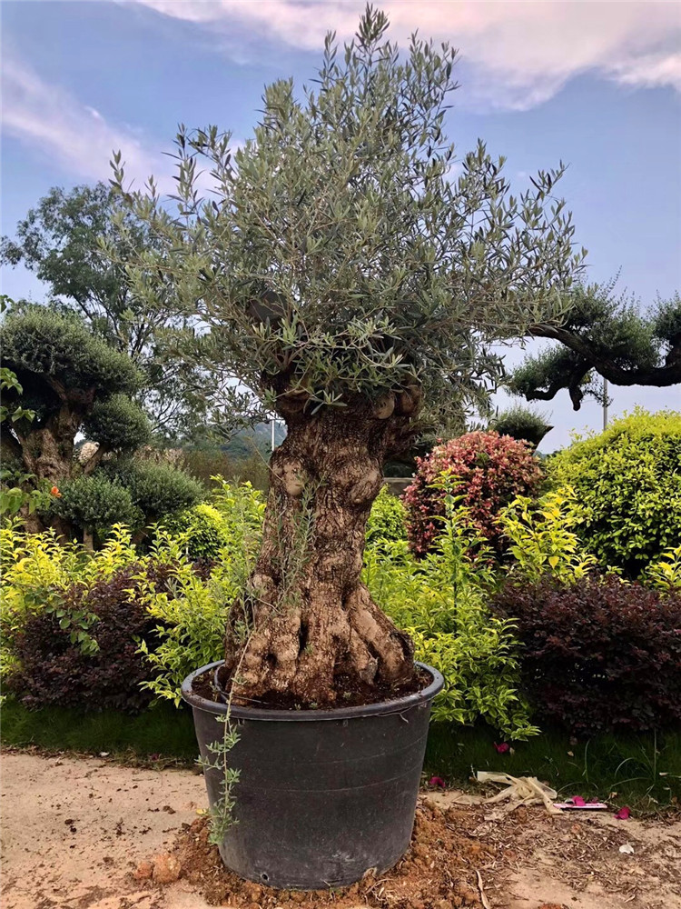 欧洲橄榄树 西班牙橄榄树 意大利橄榄树 批发千年橄榄树 黑松