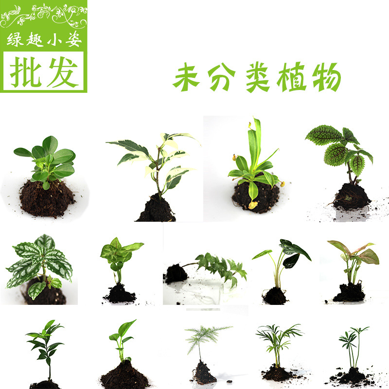 鲜活迷你小植物创意diy 雨林缸上水石山盆栽水培苔藓微景观生态瓶